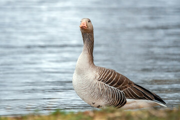 Graugans am Seeufer