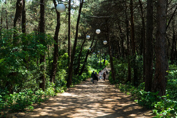 Ataturk kent ormani in Istanbul. Ataturk City Forest. Green spaces in Istanbul city. Green parks or...