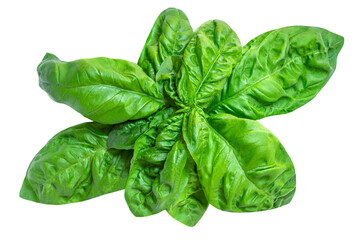 Basil leaf isolated on white background. Basil leaves  for pesto sauce..