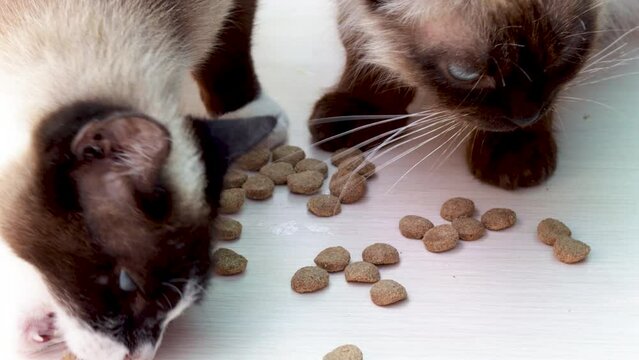 beautiful siamese cats with blue color eyes sitting on floor and eating high protein dry cat food,scattered on the floor.cute adorable siamese cat with serious face emotion.sunny rays on floor.