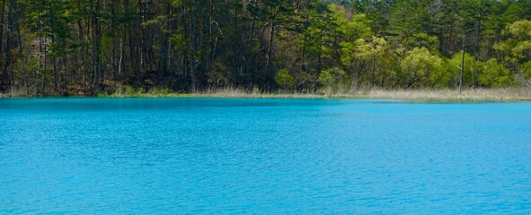 青い湖面に森の緑が映える弁天沼