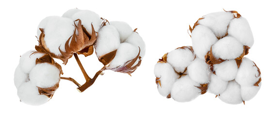 Cotton plant flower isolated on white background with full depth of field, Setor collection - obrazy, fototapety, plakaty