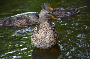 Mother duck mallard and ducklings in the water of park pond .Close up photo .Birds wildlife concept.