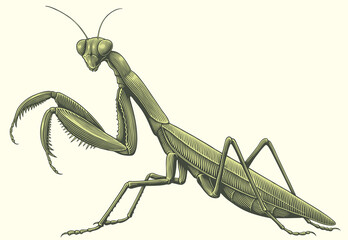 Mantis. Editable hand drawn illustration. Vector vintage engraving. 8 EPS
 - obrazy, fototapety, plakaty