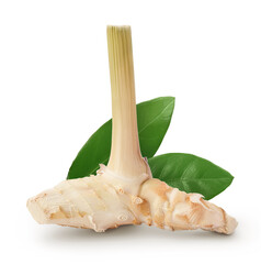 Fresh galangal root isolated on white background with full depth of field.