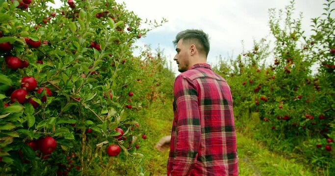  Apple garden, harvest in a large orchard, Harvest inspection in sunlight, at sunset. Agribusiness technology. The farmer walks in the middle of the apple orchard with fresh and ripe apples.