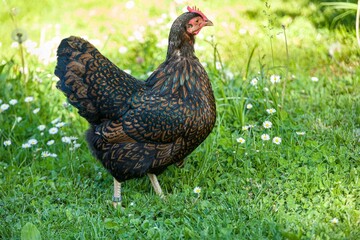 A colorful hen in front of green meadow