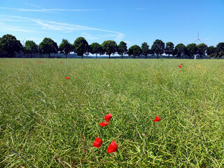Feld mit Mohnblumen und einer Baum-Allee im Hintergrund in Laubach bei Kastellaun im Hunsrück, Rheinland-Pfalz. 