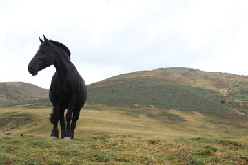 nice black color horse in the mountain