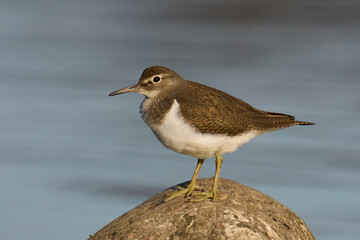 Common sandpiper (Actitis hypoleucos)