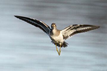 Common sandpiper (Actitis hypoleucos)