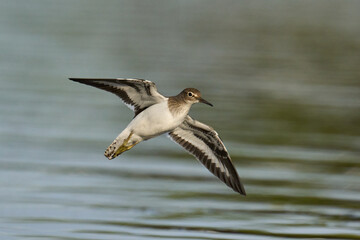 Common sandpiper (Actitis hypoleucos)