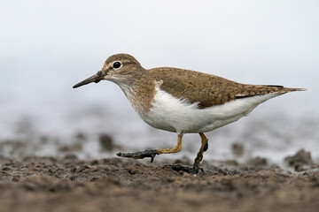 Common sandpiper (Actitis hypoleucos)