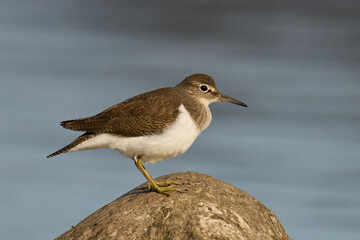 Common sandpiper (Actitis hypoleucos)