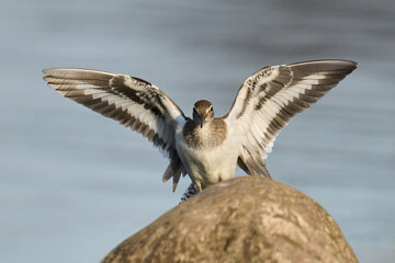 Common sandpiper (Actitis hypoleucos)
