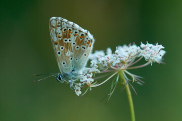 Silbergrüner Bläuling (Polyommatus coridon)	