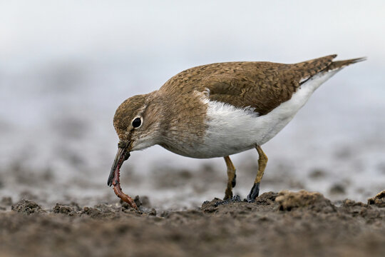 Common Sandpiper (Actitis Hypoleucos)