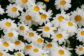 Scene in a garden with white flower bed with daisy flowers.