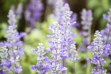 Fototapeta na wymiar Field of Blue salvia flowers.(selective focus)