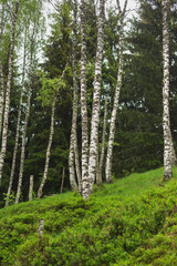 Birch grove with untouched grass on a summer sunny day.
