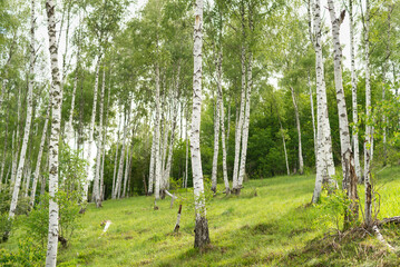 Birch grove with untouched grass on a summer sunny day.