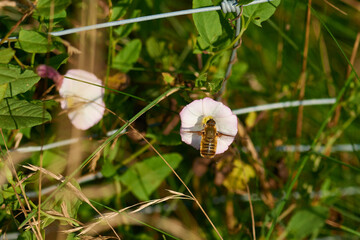 Hottentottenfliege (Villa hottentotta)	