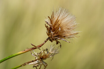 fleurs de chardon séchées