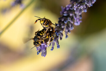 abeilles maçonnes