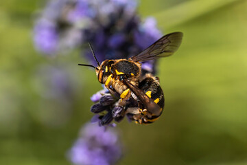 abeille maçonne
