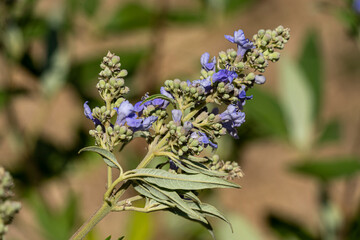 floraison du gattilier