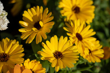 太陽に照らされた黄色い花