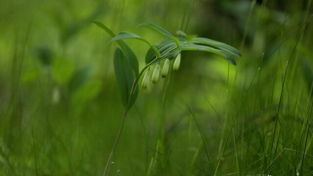 A beautiful polygonatum flowers growing in the summer forest of Northern Europe.