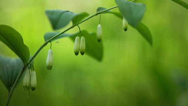 A beautiful polygonatum flowers growing in the summer forest of Northern Europe.