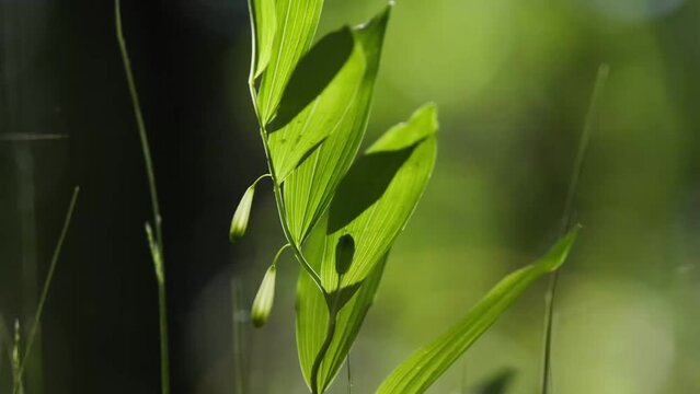 A beautiful polygonatum flowers growing in the summer forest of Northern Europe.