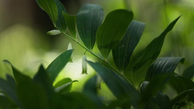 A beautiful polygonatum flowers growing in the summer forest of Northern Europe.