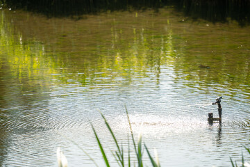 Obraz na płótnie Canvas 波が立つ公園の池