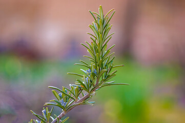 one branch with green rosemary leaves in the forest