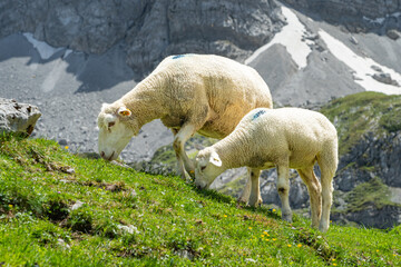 Schafe in den Bergen - obrazy, fototapety, plakaty