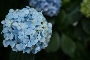 水色の紫陽花の花の接写