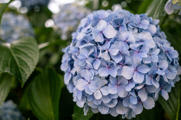 紫の紫陽花の花の接写