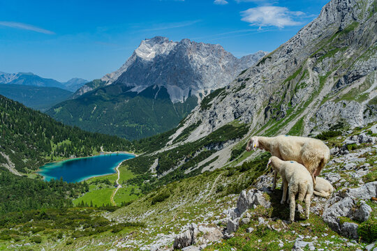 Schafe genie&szlig;en den Blick auf den Seebensee