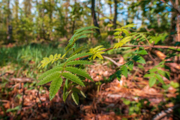 one branch with green ash leaves in the forest