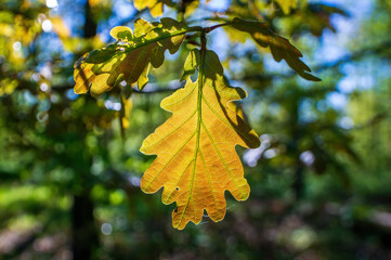 one branch with green oak leaves in the forest