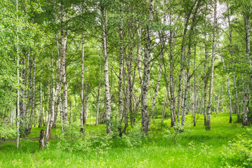 Birch grove with untouched grass on a summer sunny day.