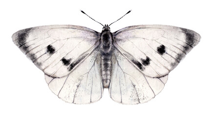 Watercolor the large white or cabbage butterfly. Pieris brassicae isolated on white background. Hand drawn painting insect illustration.