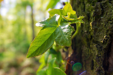one branch with green ivy leaves in the forest