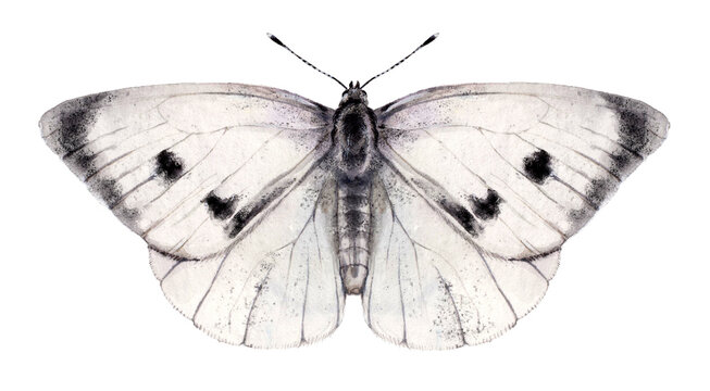 Watercolor the large white or cabbage butterfly. Pieris brassicae isolated on white background. Hand drawn painting insect illustration.