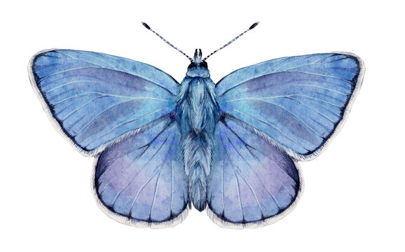 Watercolor the common blue butterfly or European common blue. Polyommatus icarus isolated on white background. Hand drawn painting insect illustration.