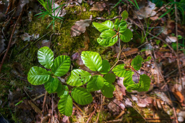 one branch with green leaves in the forest
