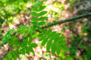one branch with green ash leaves in the forest